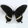 Common mormon Papilio polytes romulus male
